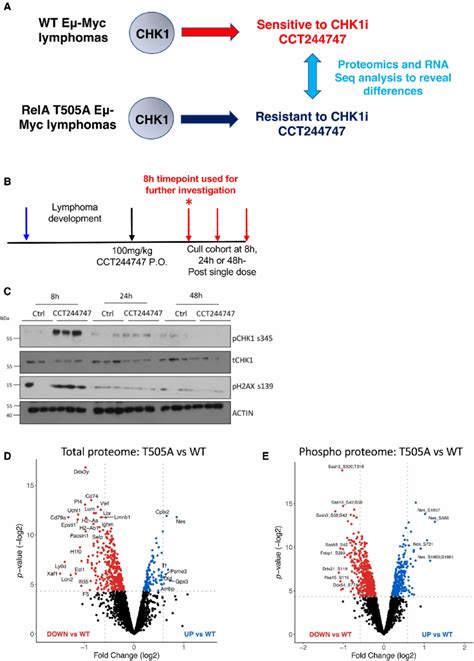 Cct Efficiently Targets The Chk Kinase Eliciting A Strong