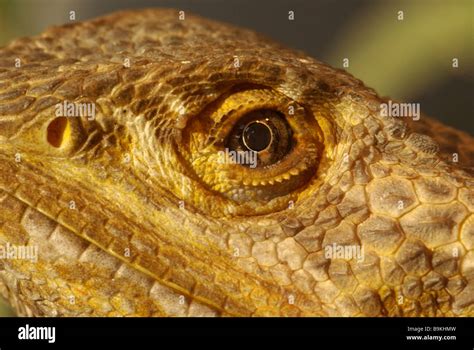 Bearded Dragon Pogona Vitticeps Stock Photo Alamy