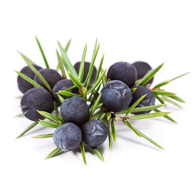 Juniper berries - Supplements Global LLC