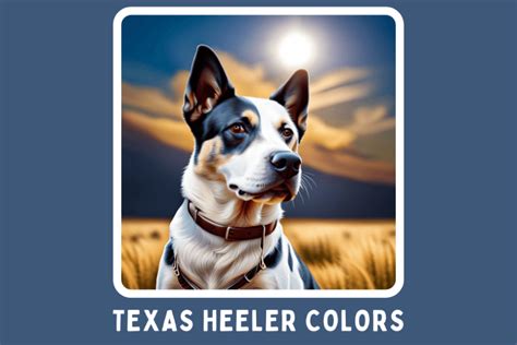 Texas Heeler Colors: A Quick Guide to Coat Variations