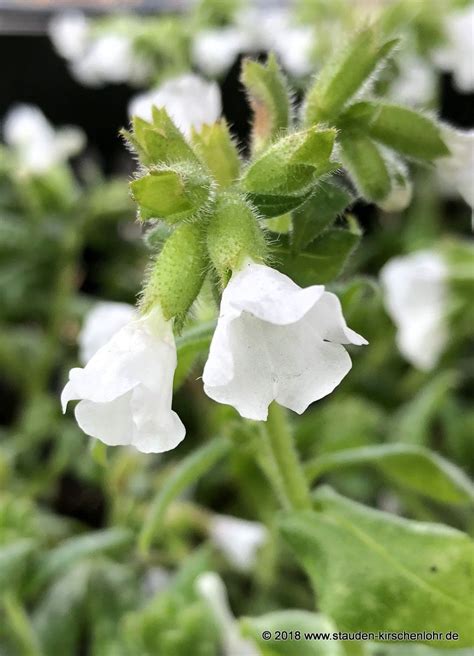 Pulmonaria Officinalis Ice Ballet Staudengärtnerei Kirschenlohr
