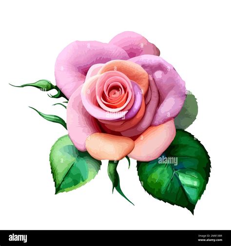 Vector Watercolor Pink Roses Beauty Bridal Paint Card Graphic Element