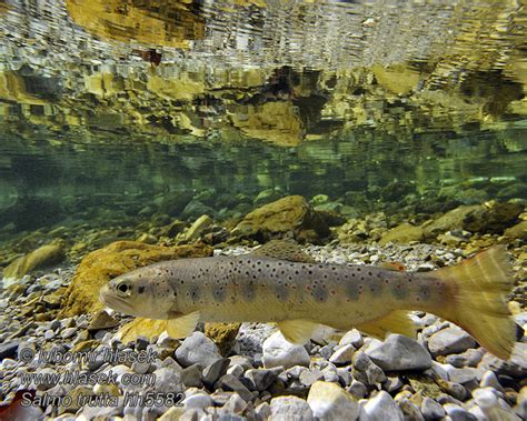 Salmo trutta fario Brown trout Truita comuna Pstruh obecný potoční