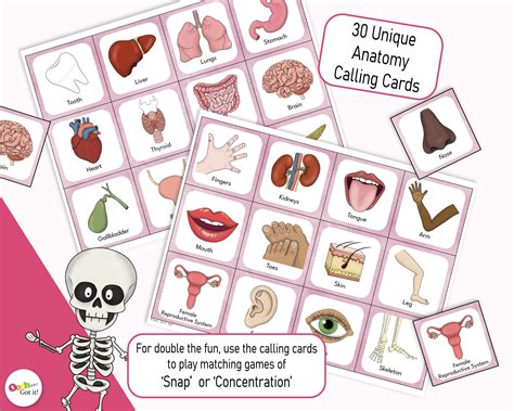 Human Body Parts Bingo A Printable Anatomy Game For A Fun Biology