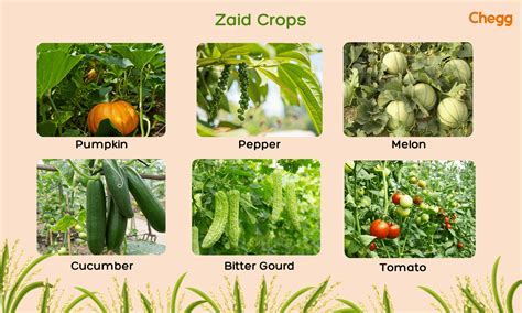 Essential And Thriving Crop Seasons In India Rabi Kharif Zaid