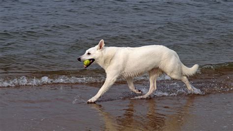 White Wolf In Dream Meanings Interpretations Dreamfist