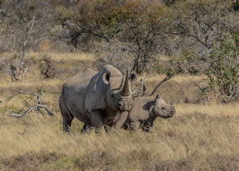 The trouble with using synthetic rhino horn to stop poaching