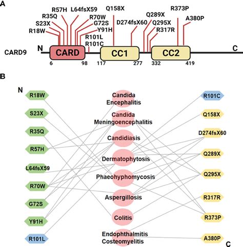 Frontiers Card9 Signaling Inflammation And Diseases