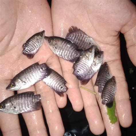 Jual Bibit Ikan Gurame Gurami Shopee Indonesia