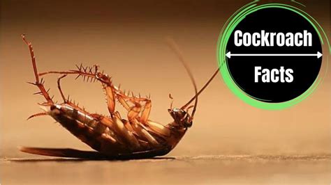 Do Cockroaches Feel Pain A Complete Research The Cockroach Facts