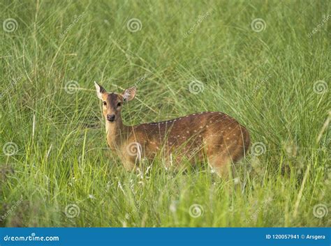 Sika Ou Os Cervos Manchados No Elefante Gramam O Emaranhado Imagem De