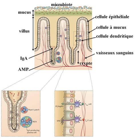 rôle du microbiote dans la maturation du système immunitaire