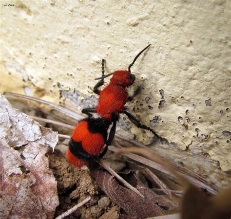 Red Velvet Ant A Female Velvet Ant Aka Cow Killer Becau Flickr