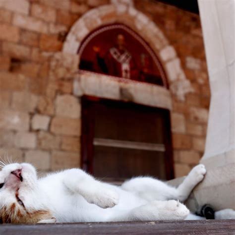 Holy Monastery Of St Nicholas Of The Cats Akrotiri Cyprus Atlas