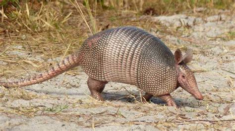 Armadillos Hacen Un Llamado A Proteger Las Especies De Los Llanos Orientales