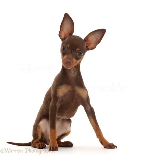 Dog: Brown-and-tan Miniature Pinscher puppy, sitting photo WP45839