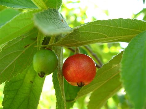 Panama Berry Muntingia Calabura