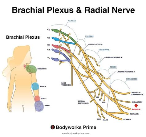 Triceps Brachii Muscle Anatomy - Bodyworks Prime