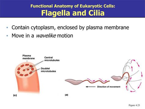 Ppt Chapter Functional Anatomy Of Prokaryotic And Eukaryotic Cells