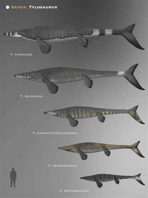 Different Species Of The Tylosaurus Genus The Mosasaur Apex Predators That Included Some Of The