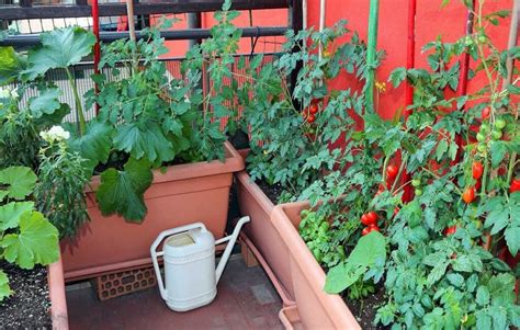 As Melhores Plantas Para Fazer Aduba O Verde Na Sua Horta