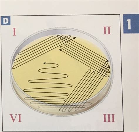 Streak Plate Method Of Isolation Flashcards Quizlet