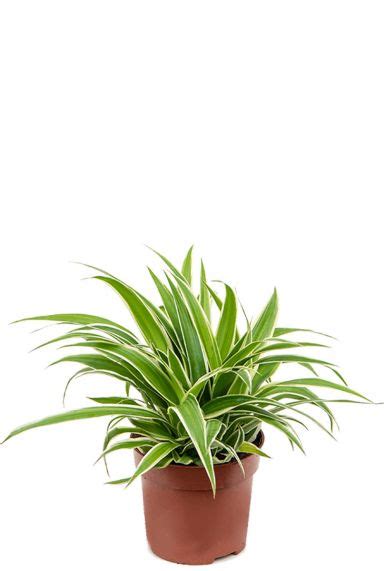 Chlorophytum Verzorging Tips Informatie Planten Nl