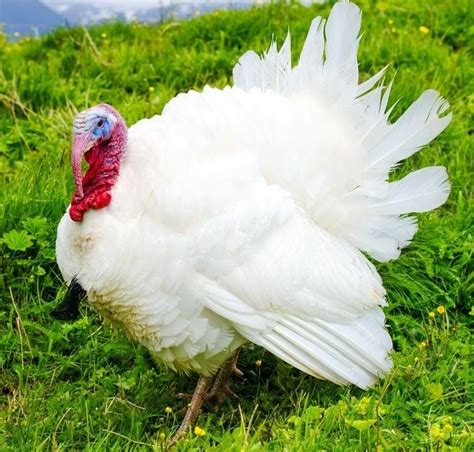 Broad Breasted White Turkey Cackle Hatchery Turkey Breeds Baby