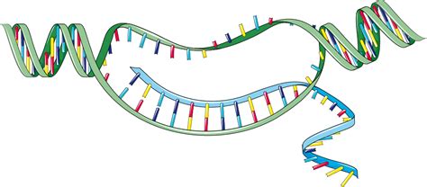 Protein Synthesis Archives Servier Medical Art