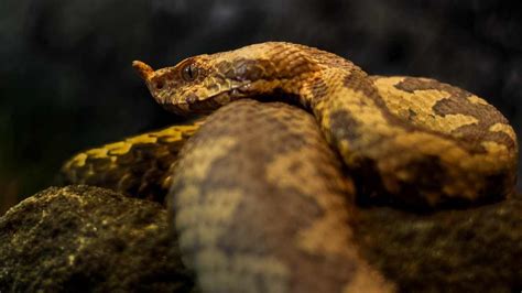 Sonhar Cobra Entenda O Que Isso Significa RIC Mais