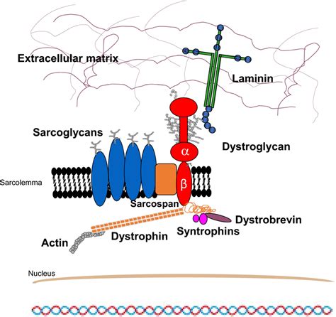 Schematic Representation Of The Dystrophinglycoprotein Complex Dgc