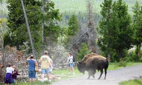 Yellowtone National Park - A Bison Attacks - AllTrips