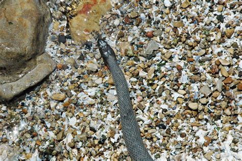 Nerodia Sipedon Insularum Lake Erie Water Snake South B Flickr