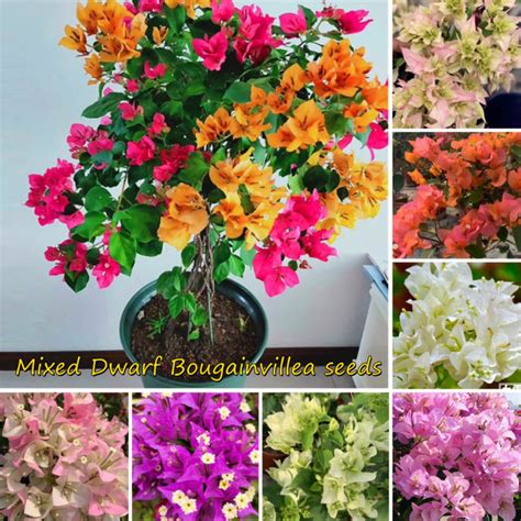 100pcs Dwarf Bougainvillea Seeds For Planting Benih Bunga Bougainvillea