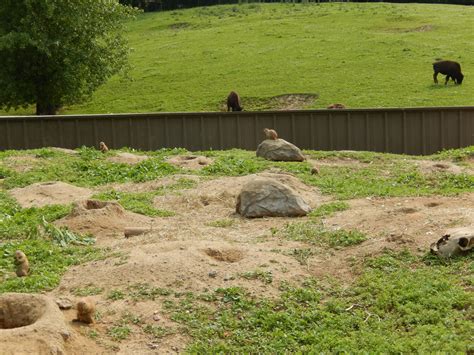 7/3/2015 - Prairie Dog Habitat w/ Bison View - ZooChat