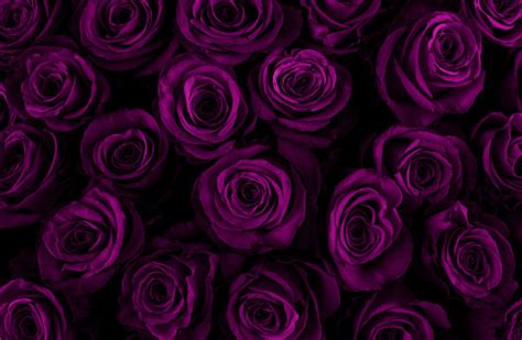 Dark Purple Roses Background