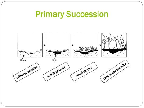 Ecological Succession Ppt Download