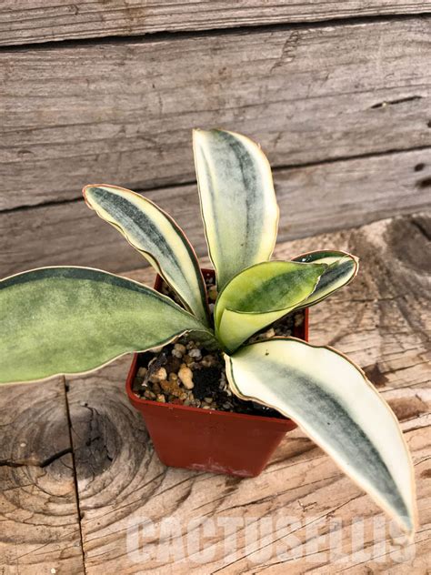 Shpr Sansevieria Masoniana White Variegated