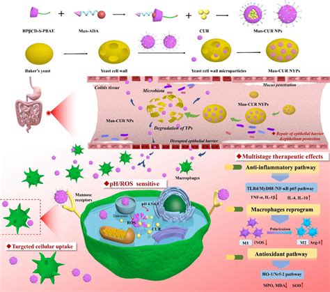 Fabrication Process Of Man CUR NYPs And Schematic Illustration Of