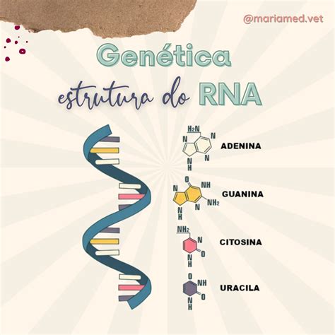 A Sequ Ncia De Nucleot Deos Do Rna Retoedu