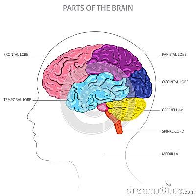 brain parts include cerebrum cerebellum brainstem  limbic system