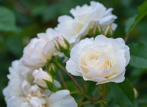 Premium Photo | Some white yellow roses