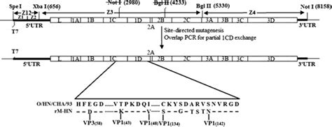 Strategy Used To Construct Fmdv O Hn Cha Full Length Cdna Clone And