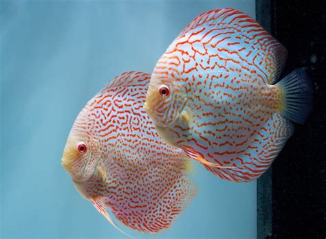 Step By Step Guide To Breeding Discus Fish King Of Aquarium