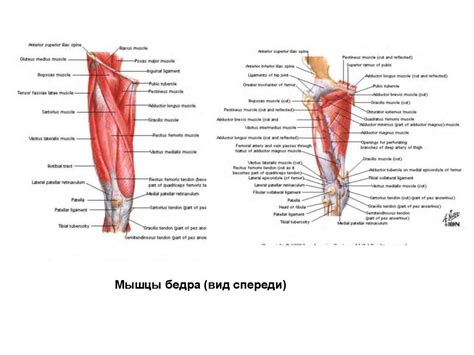 Функциональная анатомия мышц конечностей - презентация онлайн
