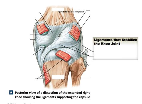 anatomy posterior view of knee extension Diagram | Quizlet