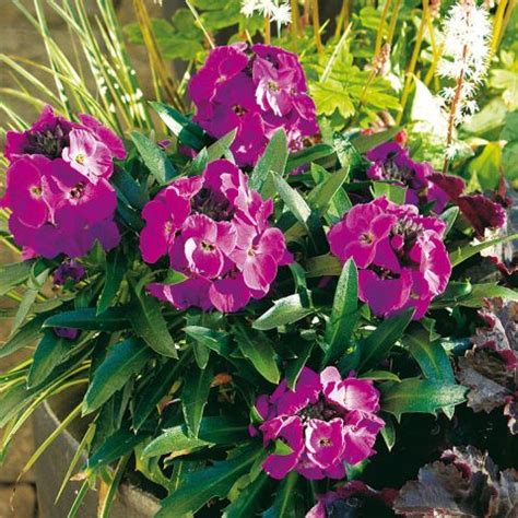 Perennial Wallflower Erysimum Winter Joy Improved With Early