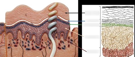 Epidermis layers Diagram | Quizlet