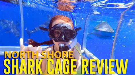 North Shore Shark Cage Dive Review Oahu Hawaii Youtube