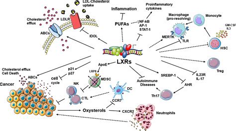 Frontiers Liver X Receptors Regulators Of Cholesterol Metabolism